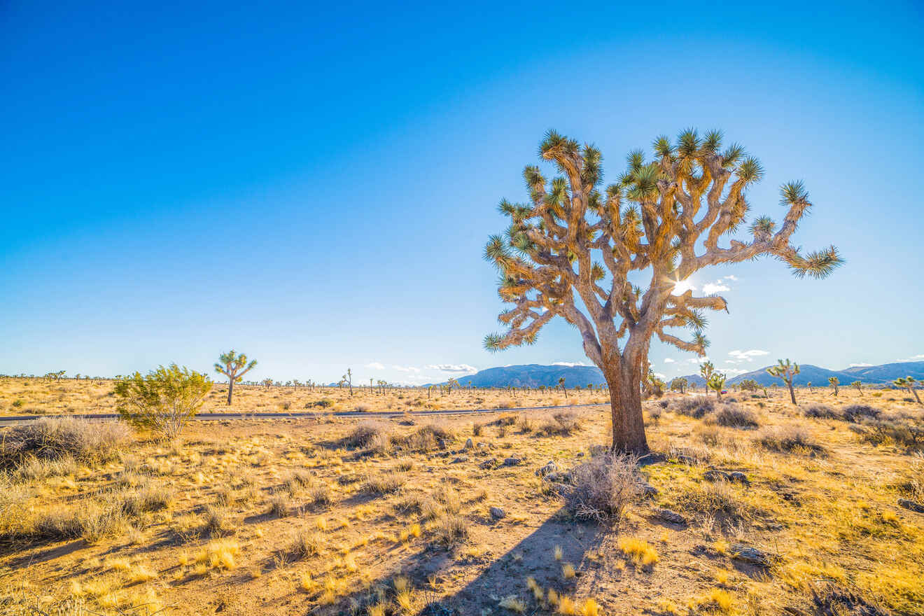 2 Joshua Tree Village